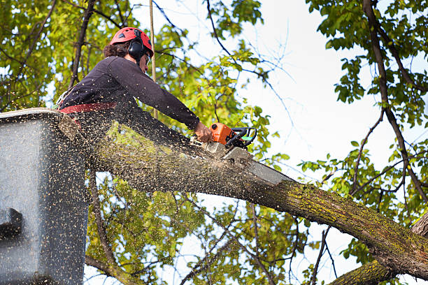 Tree and Shrub Care in Moreno Valley, CA